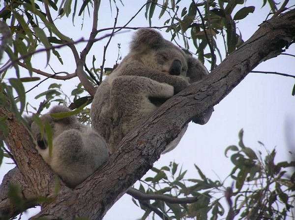koalas in captivity